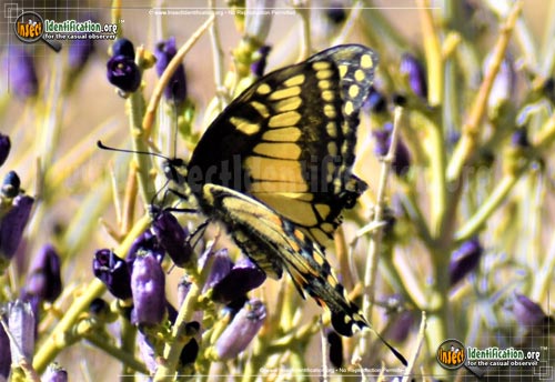 Thumbnail image #6 of the Anise-Swallowtail-Butterfly