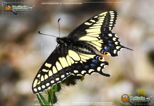 Thumbnail image #4 of the Anise-Swallowtail-Butterfly