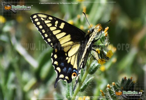 Thumbnail image #5 of the Anise-Swallowtail-Butterfly