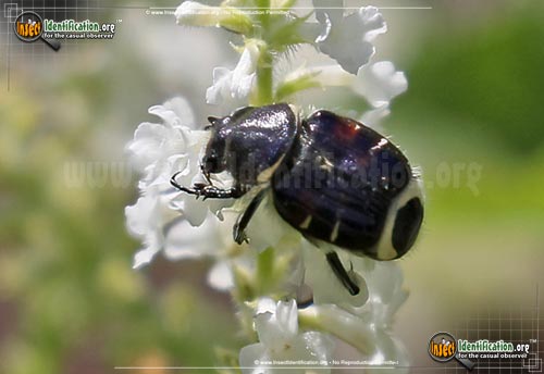 Thumbnail image of the Bee-Like-Flower-Scarab-Beetle-Trichiotinus-Affinis