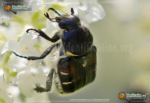 Thumbnail image #2 of the Bee-Like-Flower-Scarab-Beetle-Trichiotinus-Affinis