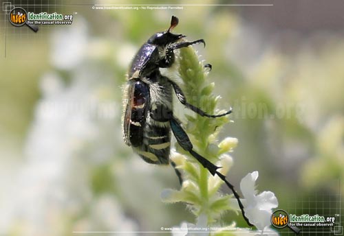 Thumbnail image #3 of the Bee-Like-Flower-Scarab-Beetle-Trichiotinus-Affinis