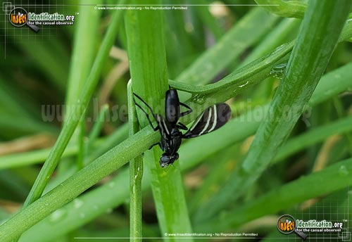 Thumbnail image #5 of the Black-Onion-Fly