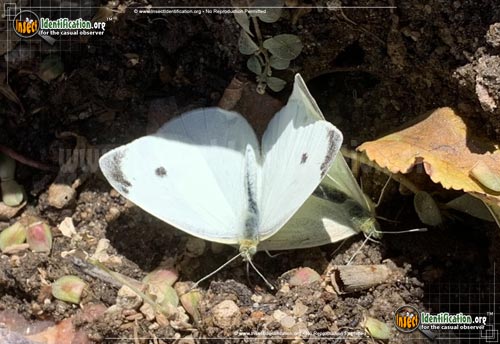 Thumbnail image #12 of the Cabbage-White-Butterfly