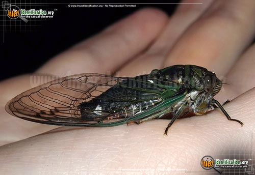 Thumbnail image #10 of the Cicada