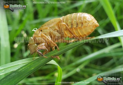 Thumbnail image #4 of the Cicada