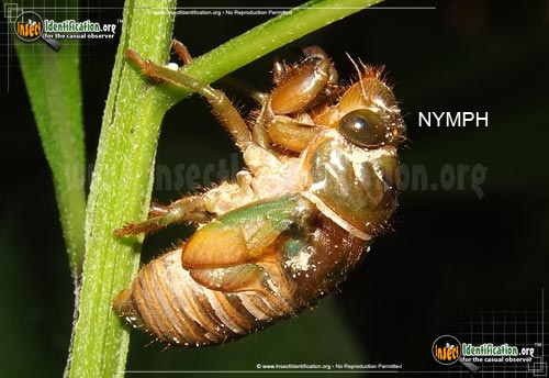 Thumbnail image #7 of the Cicada