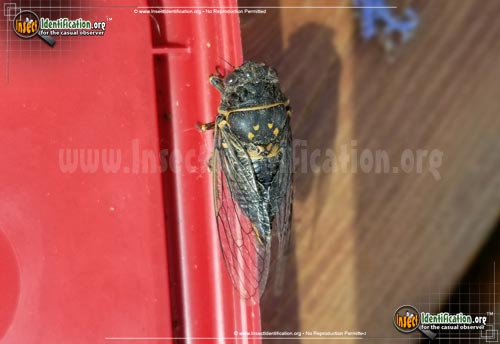 Thumbnail image #8 of the Cicada