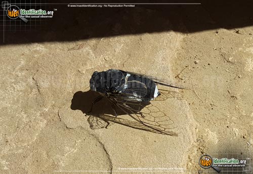 Thumbnail image #9 of the Cicada