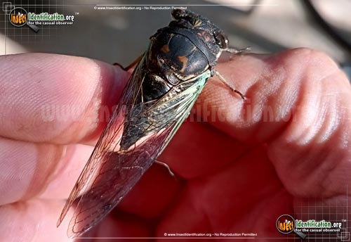Thumbnail image #5 of the Cicada