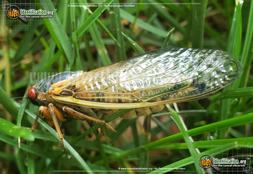 Thumbnail image #2 of the Cicada