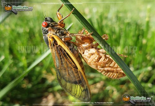 Thumbnail image of the Cicada