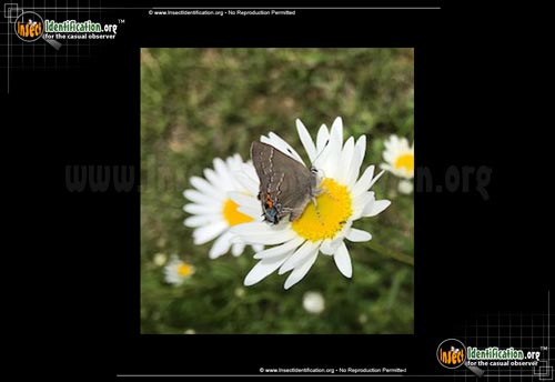 Thumbnail image #2 of the Northern-Oak-Hairstreak-Butterfly