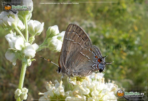 Thumbnail image of the Northern-Oak-Hairstreak-Butterfly