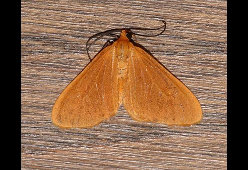 Thumbnail image of the Orange-Beggar-Moth