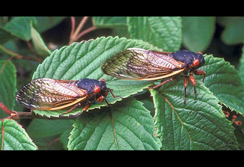 Thumbnail image #3 of the Periodical-Cicada
