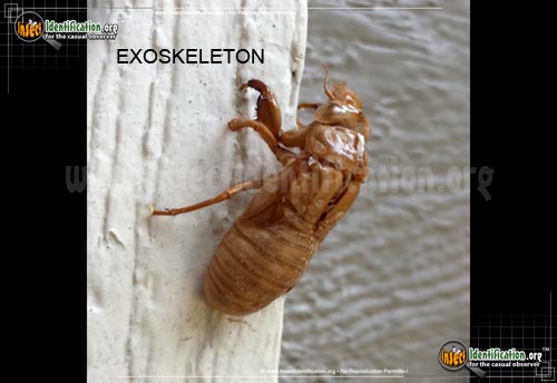 Thumbnail image #5 of the Periodical-Cicada