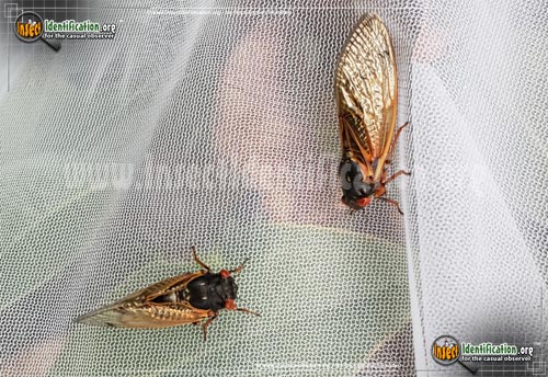 Thumbnail image #2 of the Periodical-Cicada