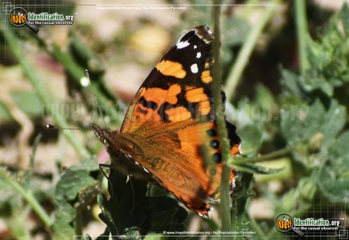 Thumbnail image #12 of the West-Coast-Lady-Butterfly