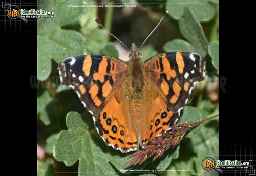 Thumbnail image #11 of the West-Coast-Lady-Butterfly