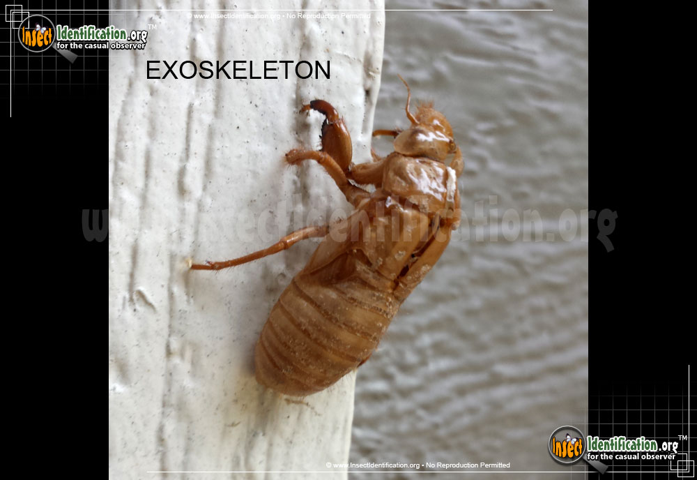 Full-sized image #5 of the Periodical-Cicada