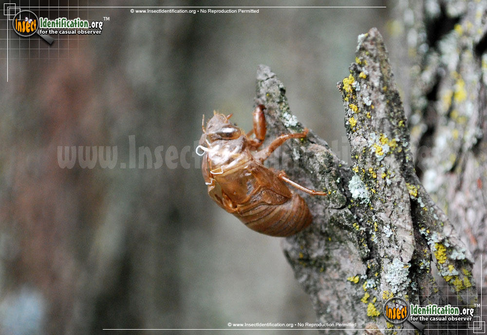 Full-sized image #4 of the Periodical-Cicada