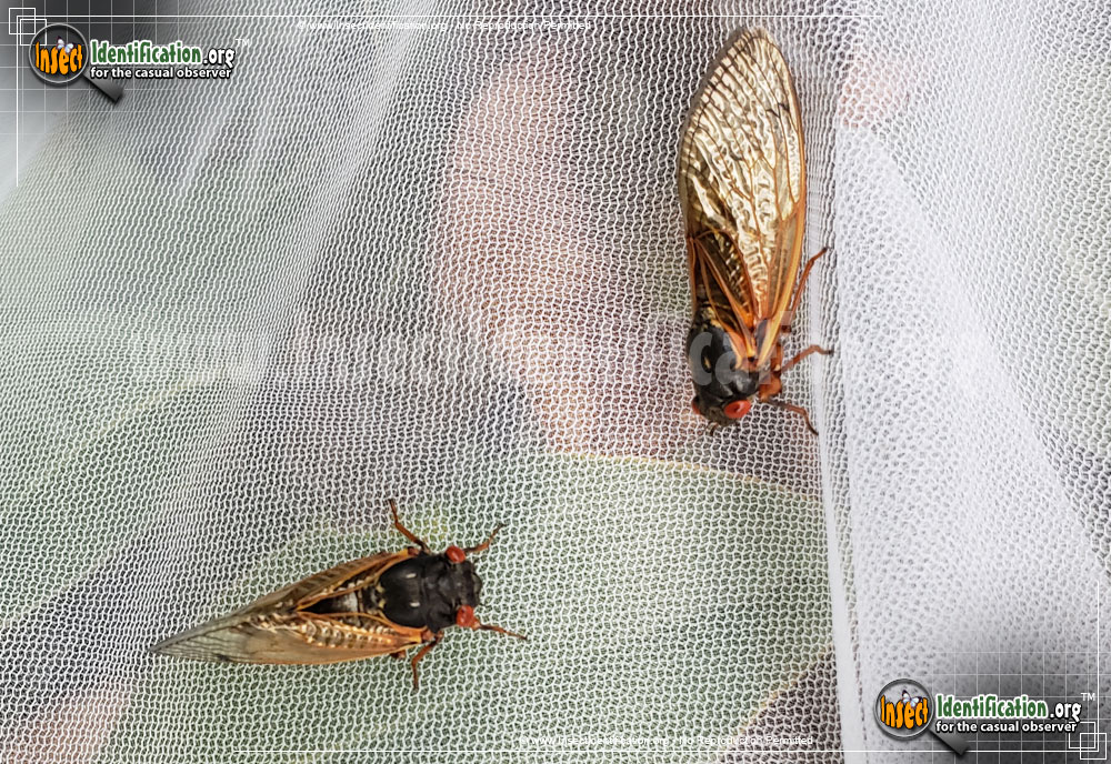 Full-sized image #2 of the Periodical-Cicada