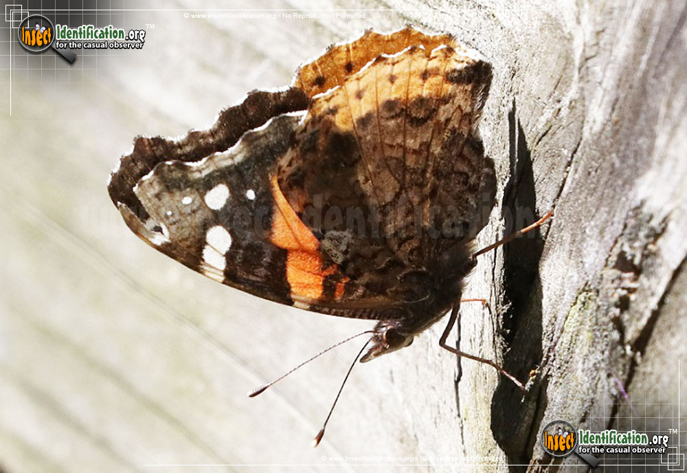 Full-sized image #14 of the Red-Admiral-Butterfly