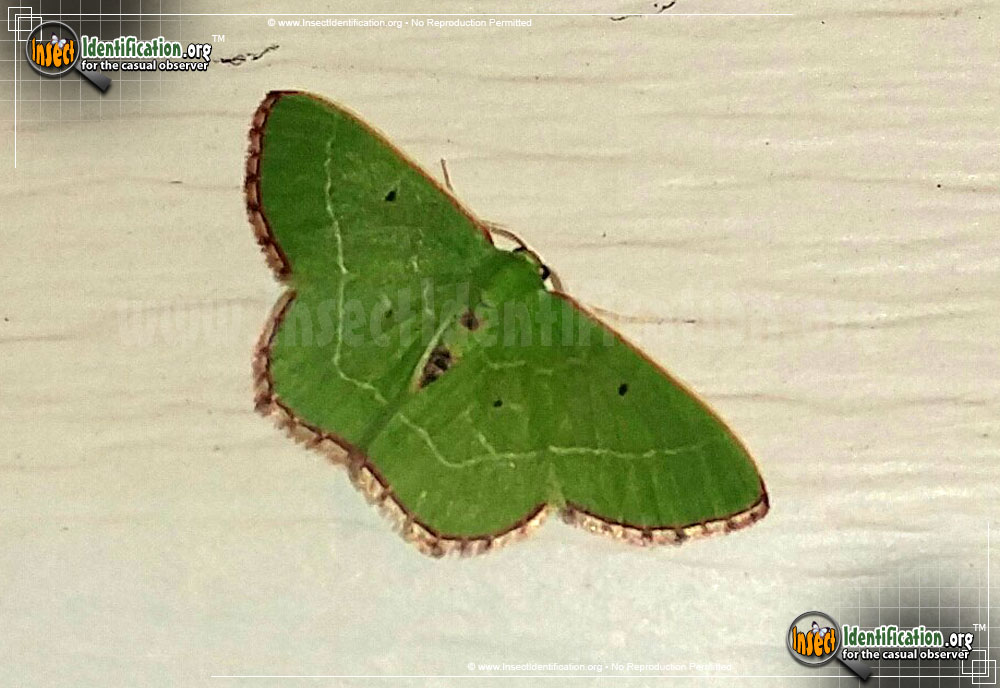 Full-sized image #2 of the Red-Bordered-Emerald-Moth