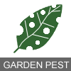 Garden pest insect icon