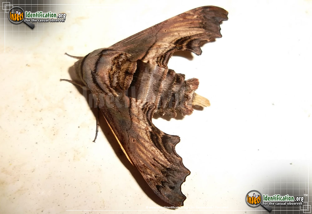 Full-sized image #5 of the Abbotts-Sphinx-Moth