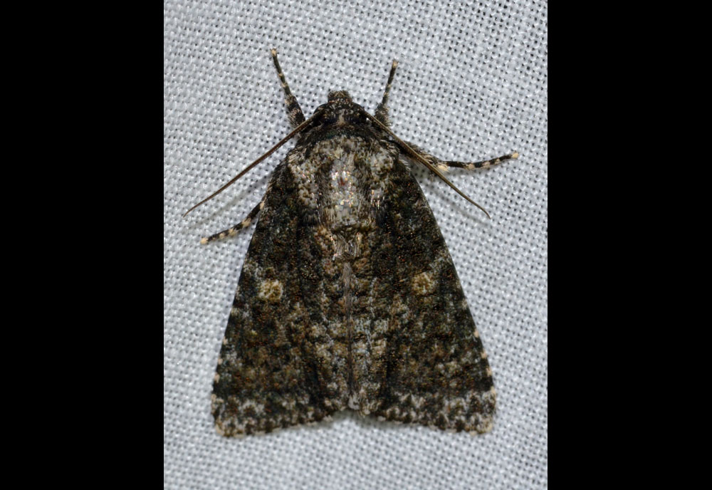 Full-sized image of the Afflicted-Dagger-Moth