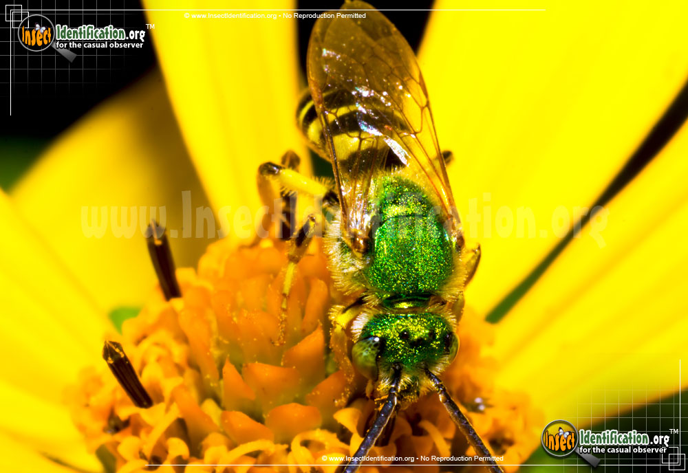Full-sized image of the Agapostemon-Sweat-Bee