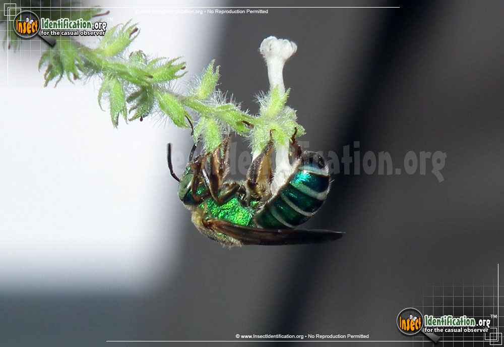 Full-sized image #2 of the Agapostemon-Sweat-Bee