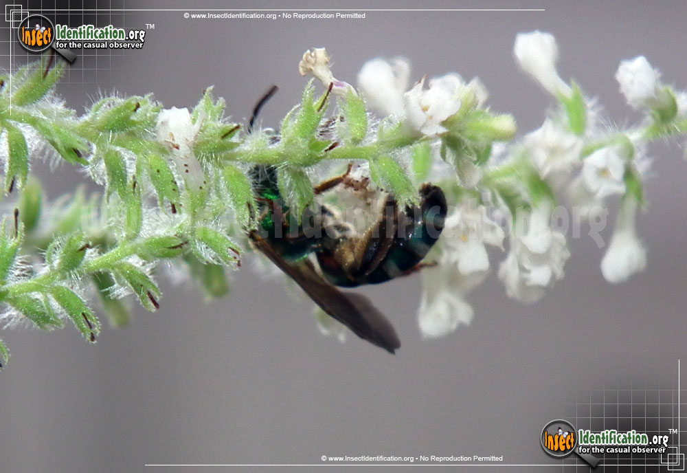 Full-sized image #3 of the Agapostemon-Sweat-Bee
