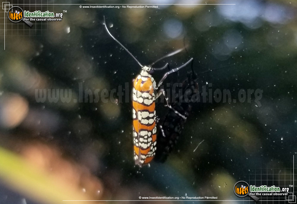 Full-sized image #5 of the Ailanthus-Webworm-Moth