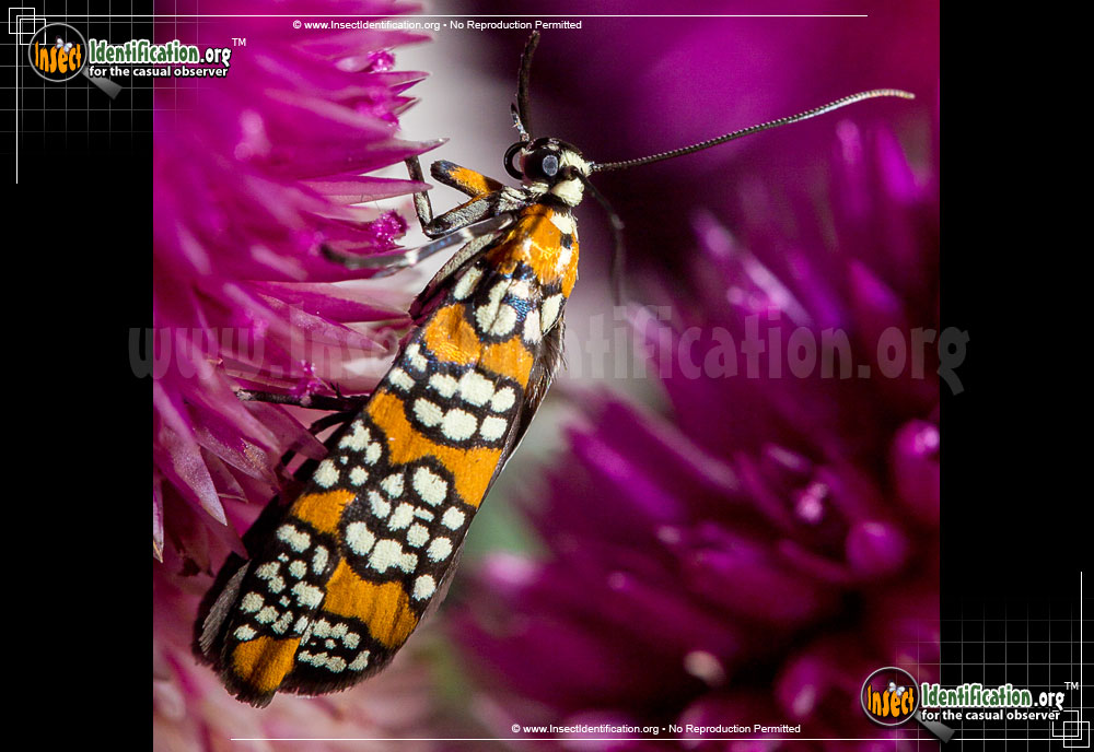 Full-sized image #13 of the Ailanthus-Webworm-Moth