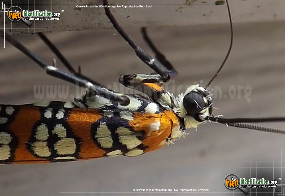 Full-sized image #3 of the Ailanthus-Webworm-Moth