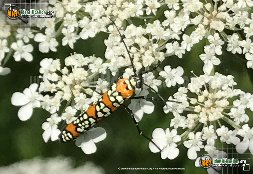 Full-sized image #11 of the Ailanthus-Webworm-Moth