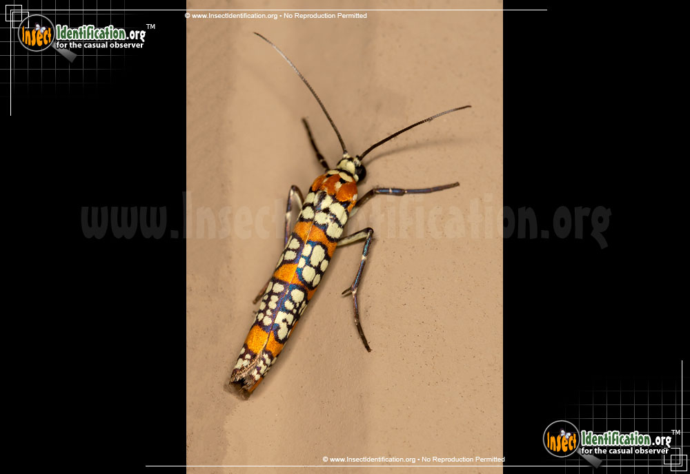 Full-sized image #2 of the Ailanthus-Webworm-Moth
