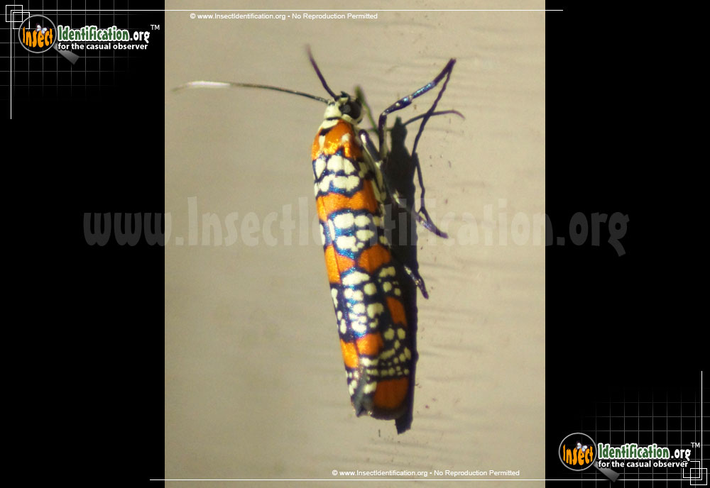 Full-sized image #12 of the Ailanthus-Webworm-Moth