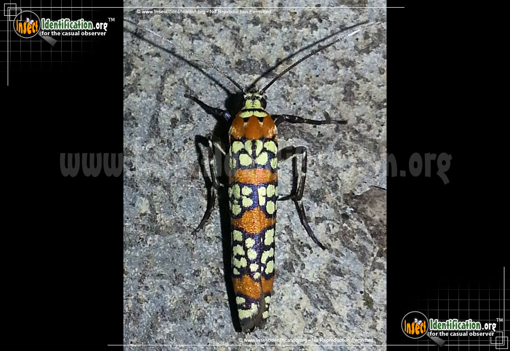 Full-sized image #10 of the Ailanthus-Webworm-Moth