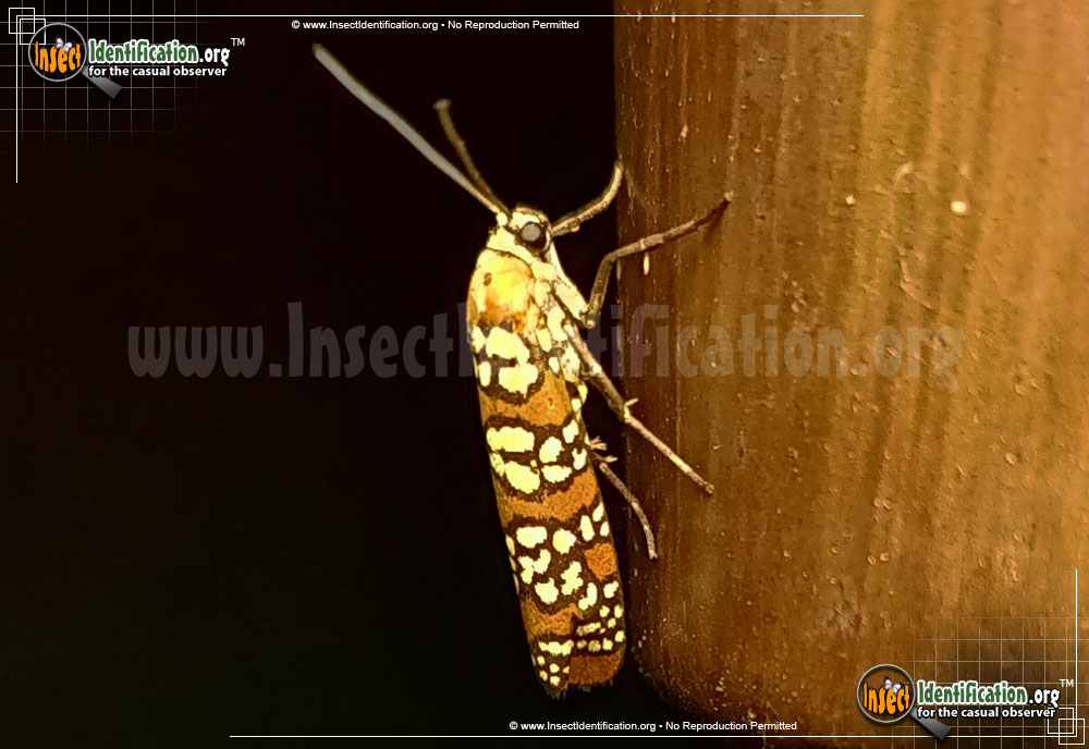 Full-sized image #7 of the Ailanthus-Webworm-Moth