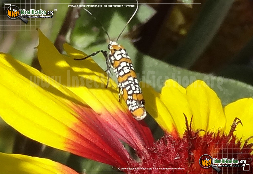 Full-sized image #8 of the Ailanthus-Webworm-Moth