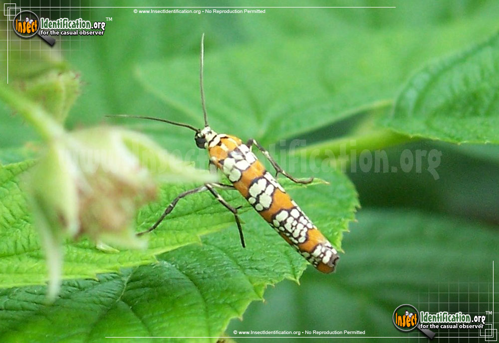 Full-sized image #15 of the Ailanthus-Webworm-Moth