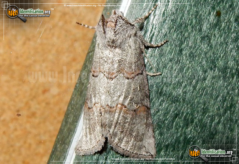 Full-sized image of the Alberta-Lutestring-False-Owlet-Moth