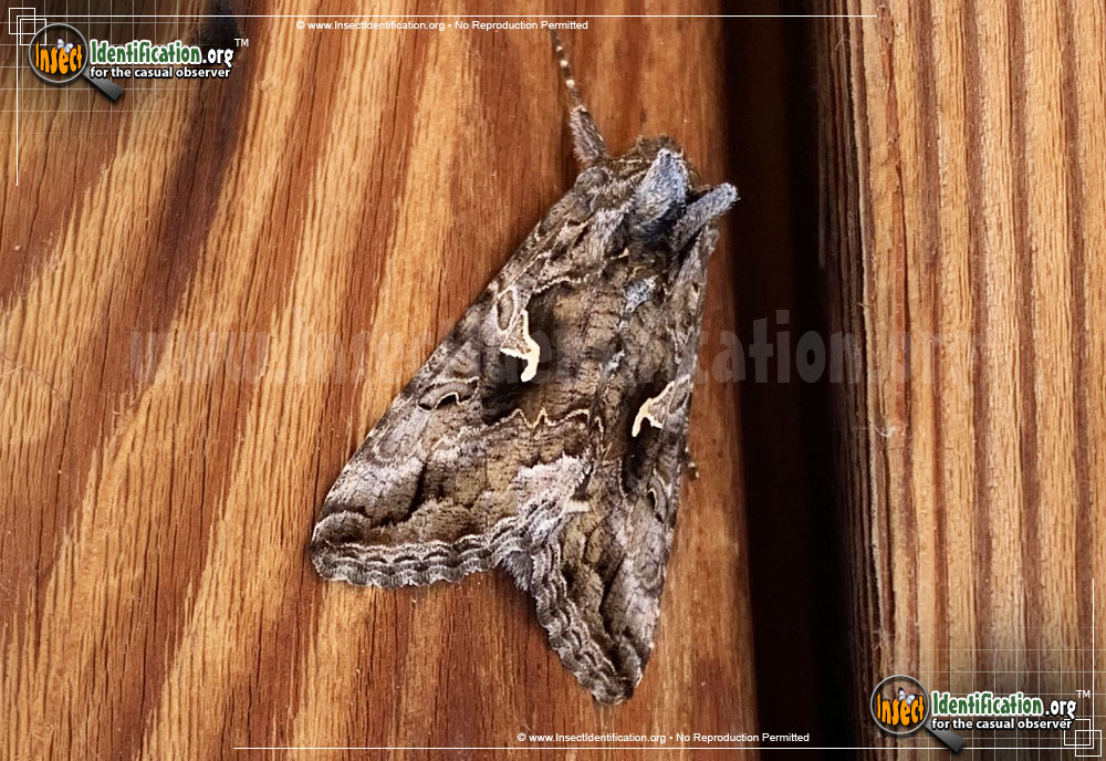 Full-sized image of the Alfalfa-Looper-Moth