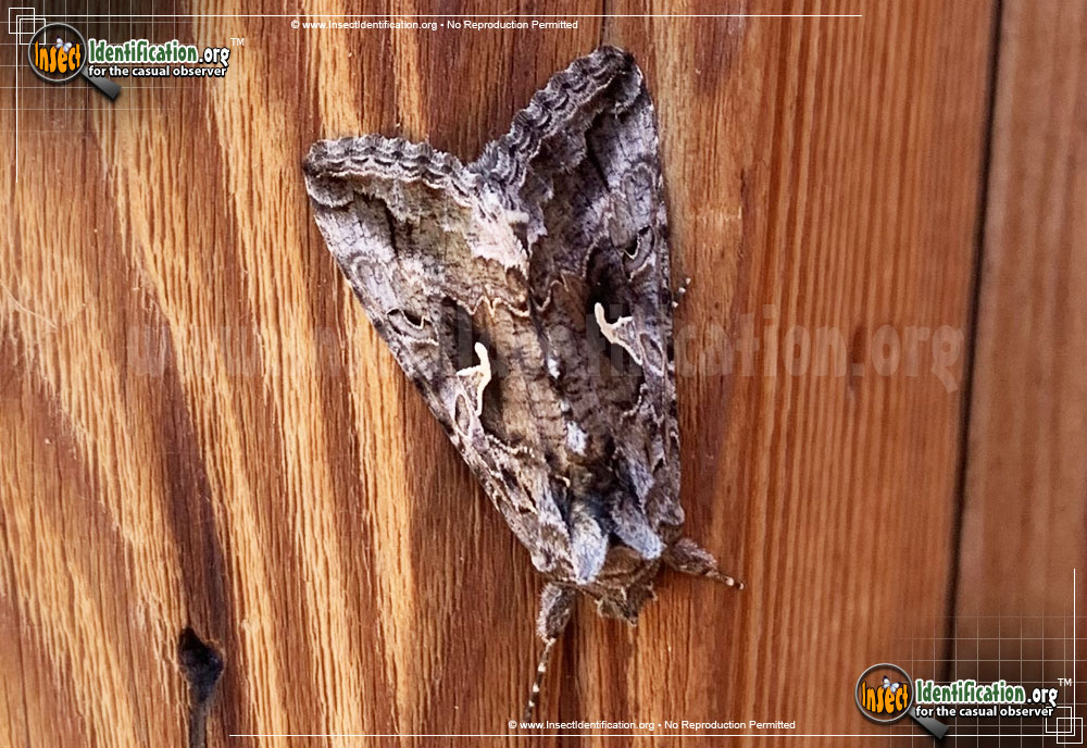 Full-sized image #4 of the Alfalfa-Looper-Moth