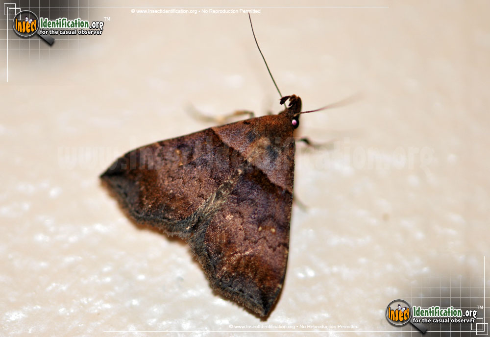 Full-sized image of the Ambiguous-Moth