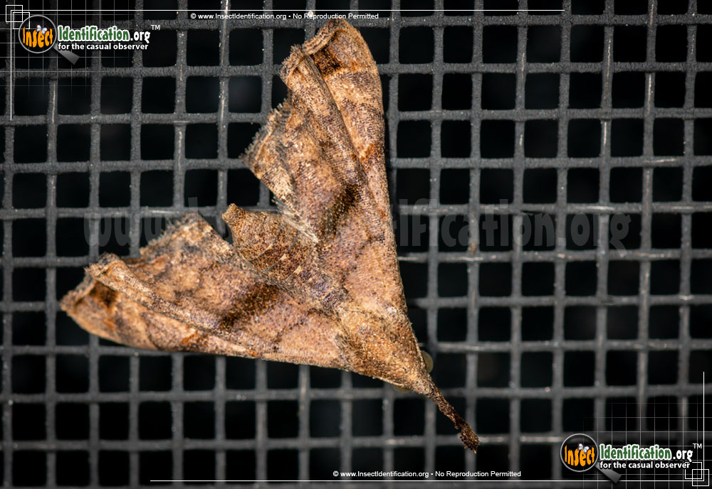 Full-sized image #3 of the Ambiguous-Moth